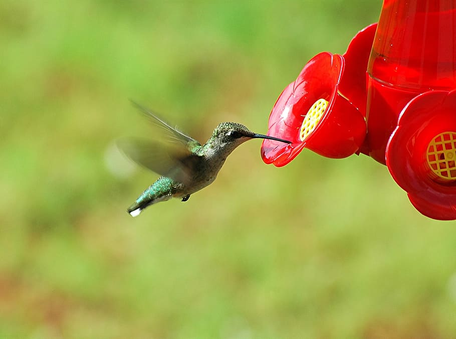 close-up photo, green, hummingbird, feeder, bird, small, tiny, wings, animal, nature