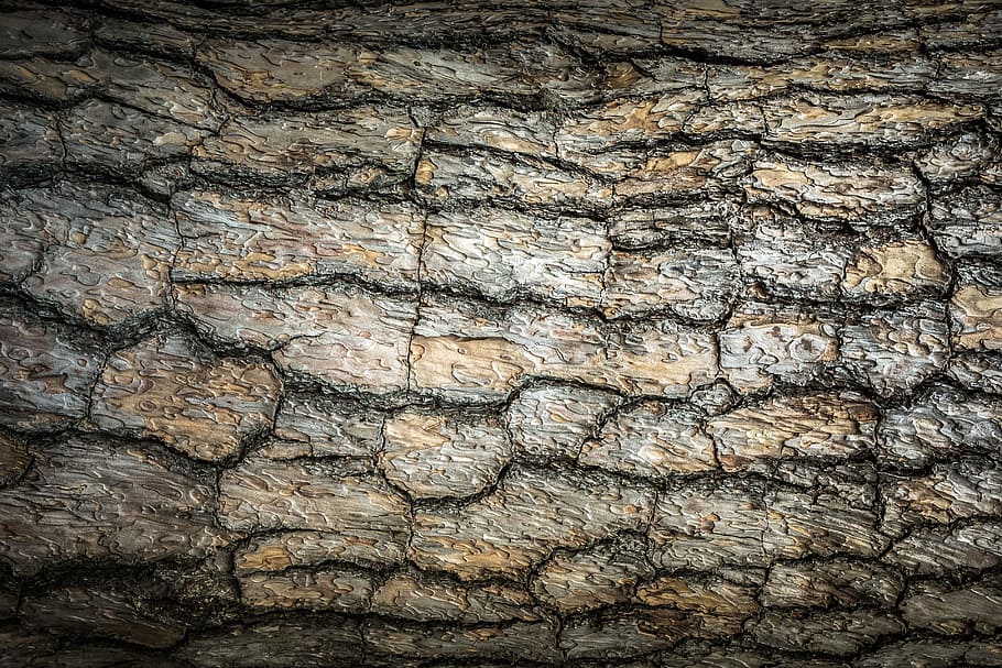 gray stone surface, wood, texture, bark, plants, nature, pattern, surface, wild, skin
