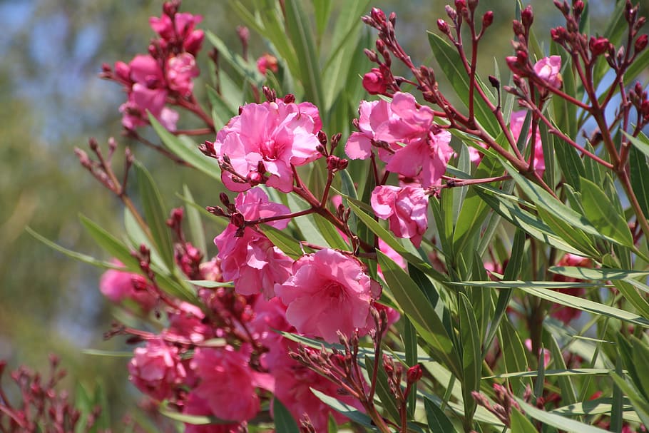 Oleander, Italy, summer, green, bud, sun flower, close, flower, nature, plant