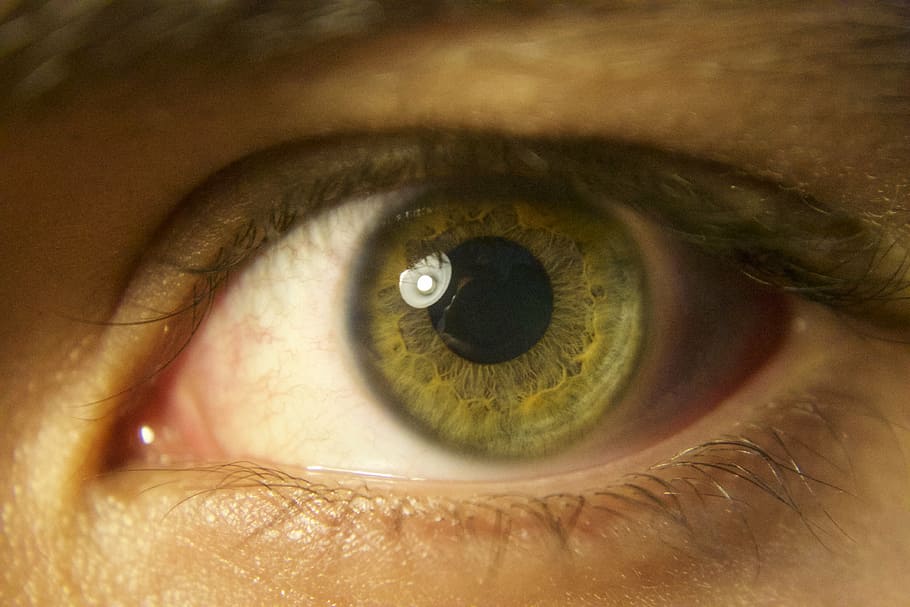 olho, verde, pupila, íris, abas, retina, olhos, visão, olho humano, percepção sensorial