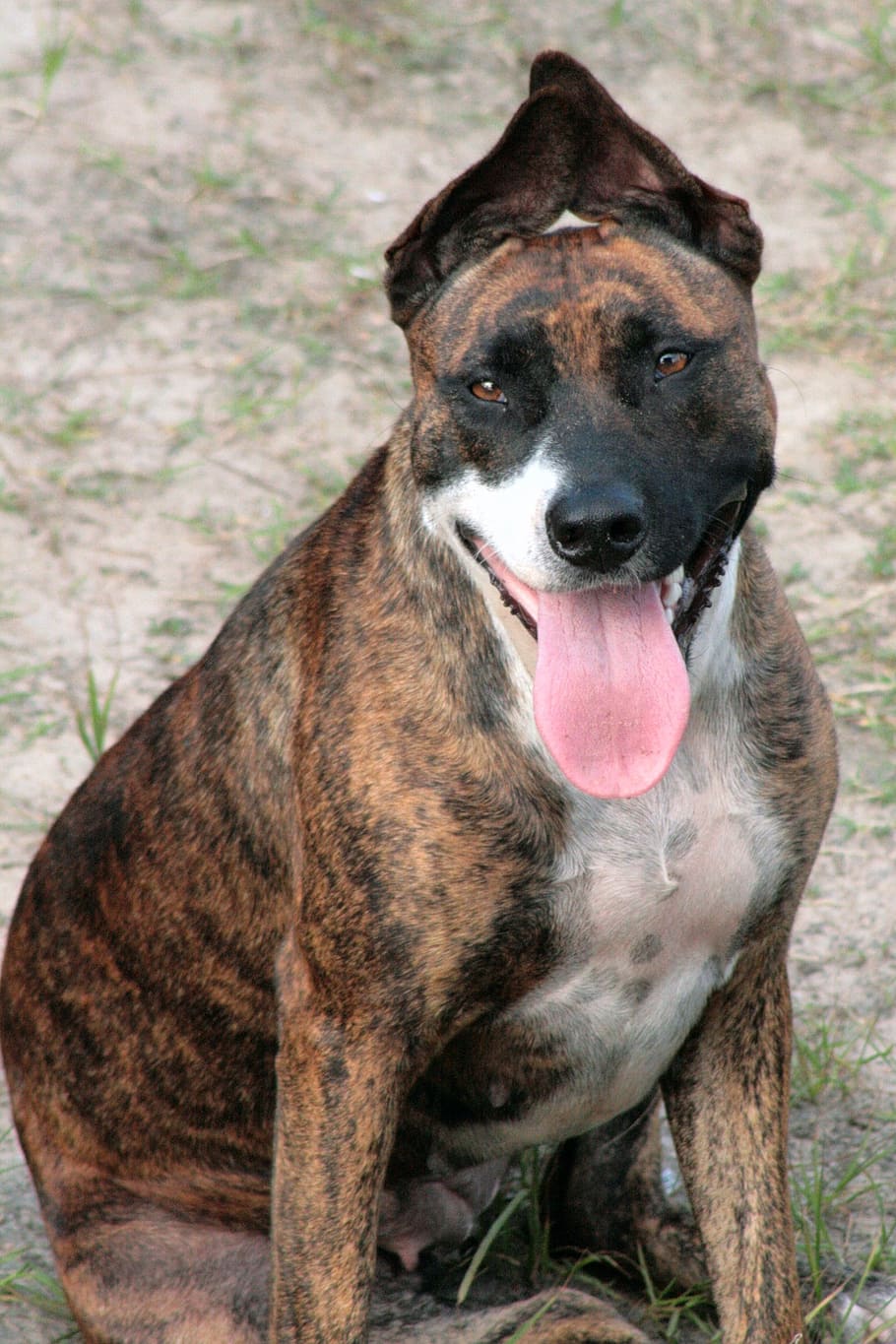 dog, ear, watching, bitch, beach, caiçara, pets, animal, purebred Dog, canine