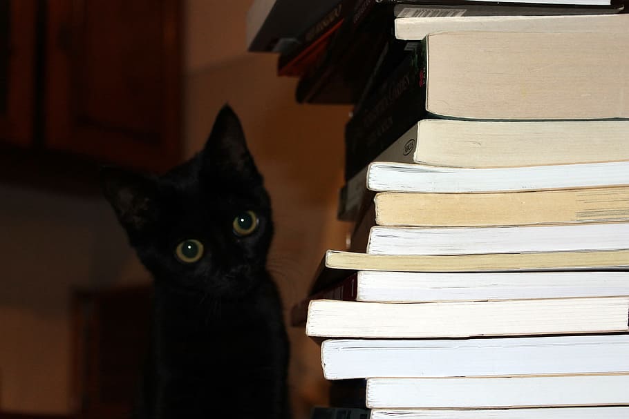black, cat, pile, books, black cat, book, education, animal, indoors, stack