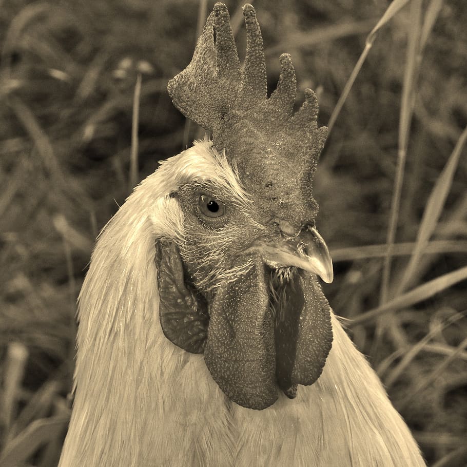 hahn, animal, portrait, black and white, poultry, livestock, plumage, cockscomb, the proud rooster, farm
