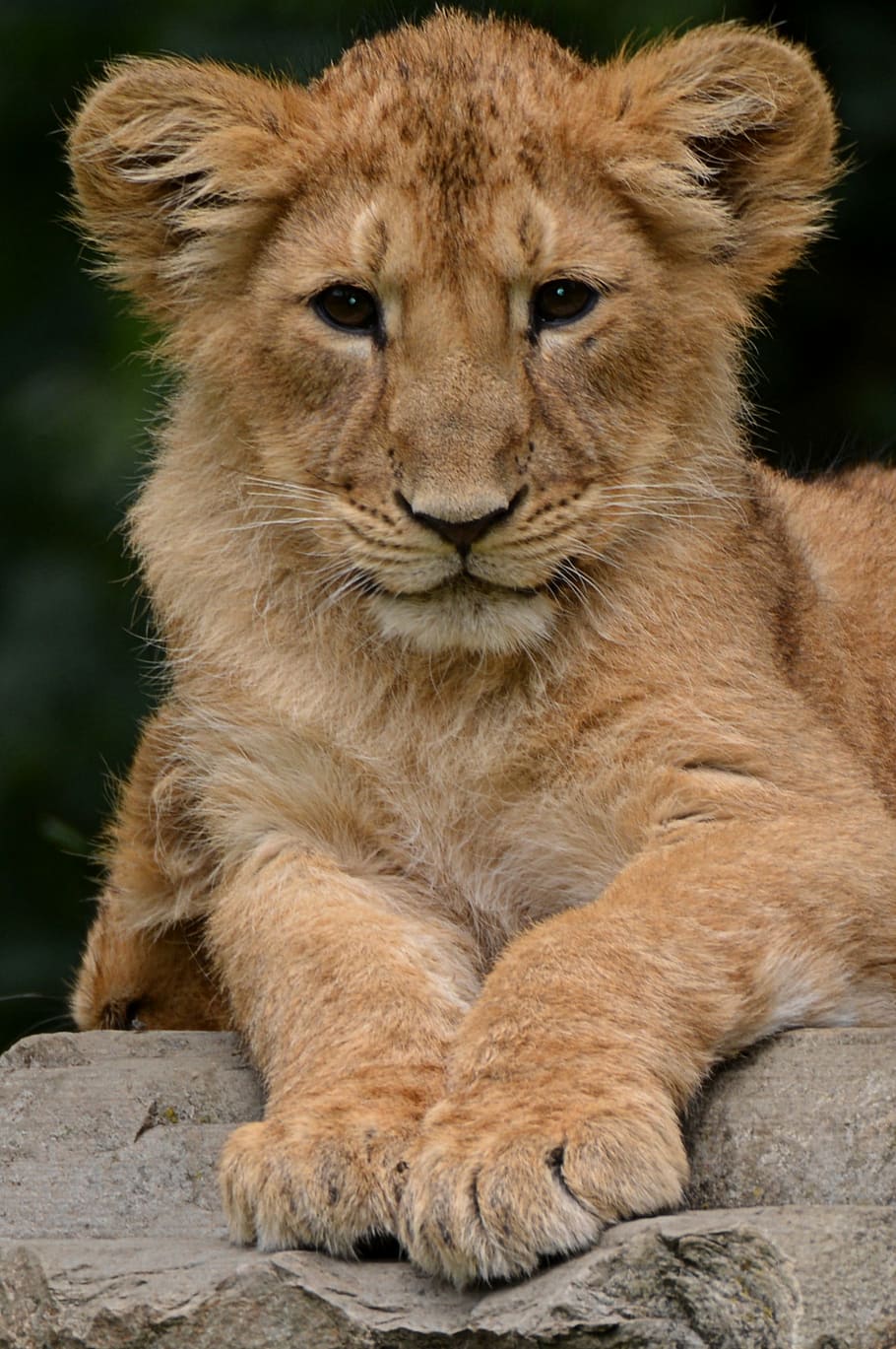 fotografia de leoa, leão, filhote, natureza, mamífero, gato não domesticado, leão - felino, carnívoro, vida selvagem, felino
