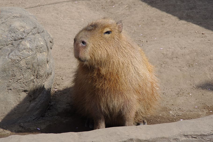 capybara, eye-rolling smiley, tweets from a pupil, animal themes, animal, mammal, animal wildlife, animals in the wild, one animal, vertebrate