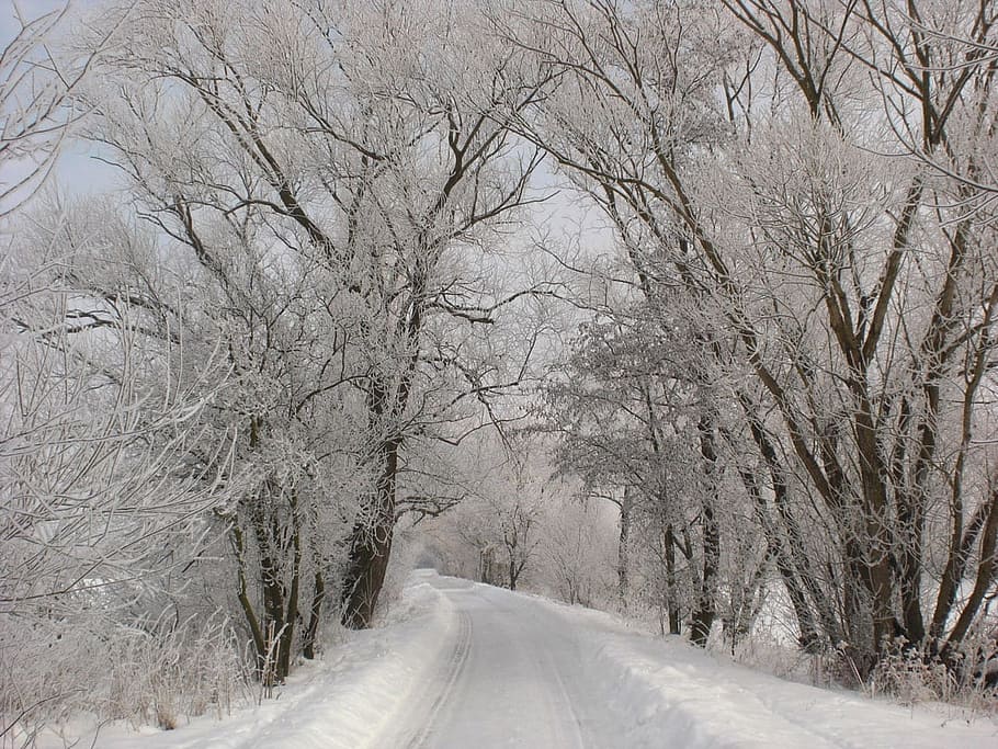 white, snowy, road, trees, snowy road, road between, cold, countryside, forest, fresh