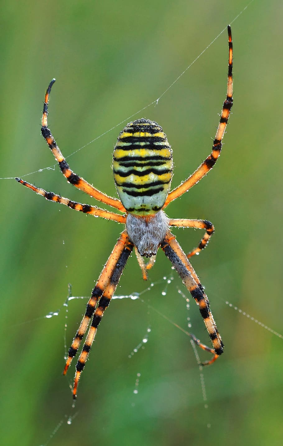 laba-laba tawon, arachnofobia, delapan kaki, arakhnida, jaringan, pemburu, garis-garis, serangga, makro, berbulu