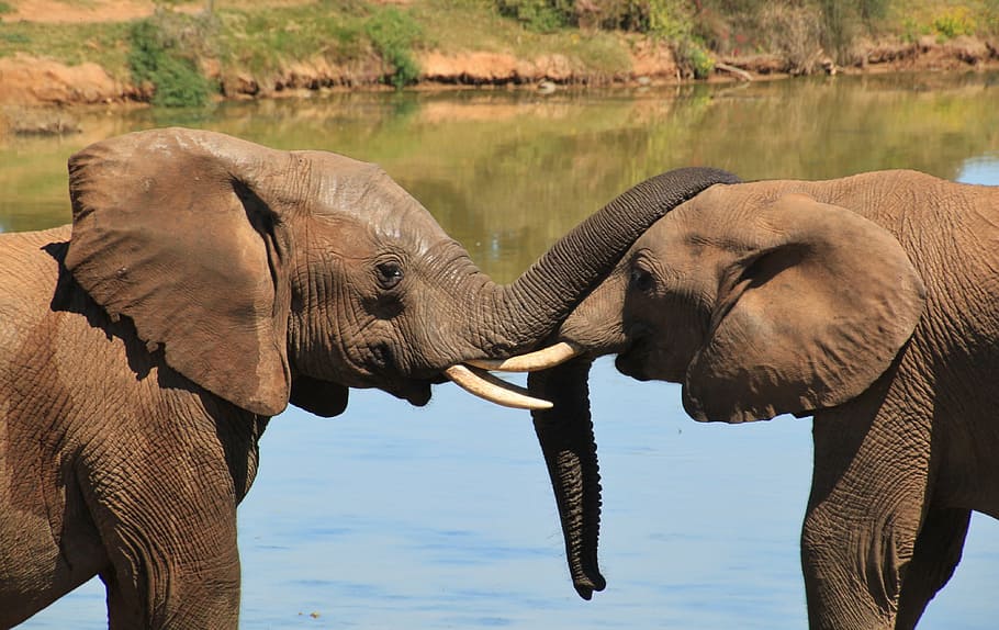 two, elephants, facing, body, water, a body, body of water, elephant, african bush elephant, wilderness