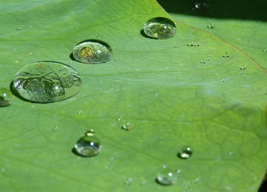 water drop, green, leaf, green leaf, lotus effect, drip, water, structure, raindrop, transparent