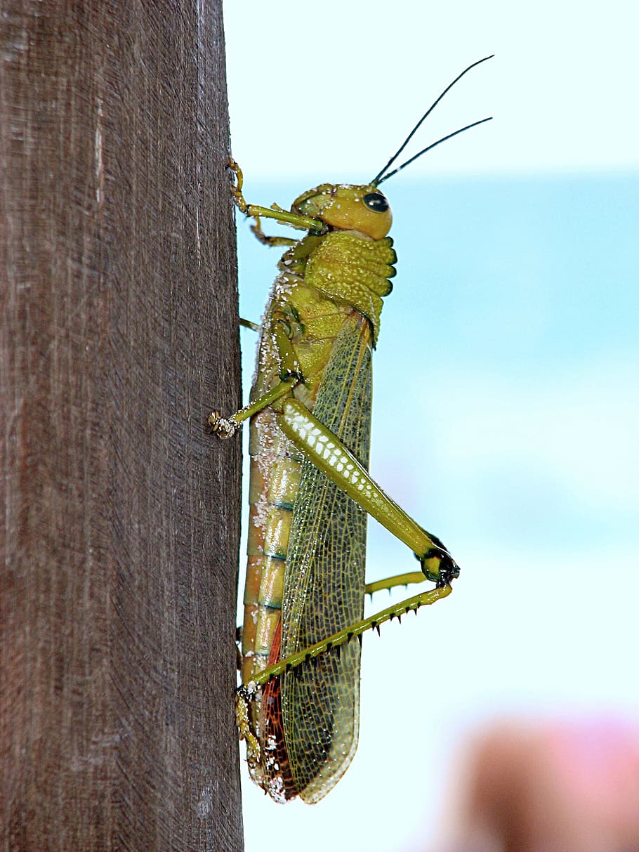 Grasshopper, Insect, Wing, Wildlife, insect, wing, small, antennae, thorax, wild, entomology