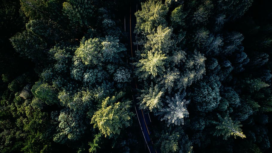 aerial, view photography, green, forest, nature, woods, trees, road, tree, plant