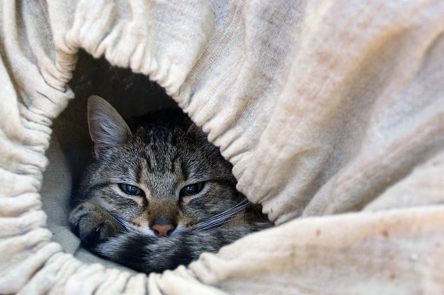kucing, kucing berbohong, mata kucing, hewan, hewan domestik, lihat, kucing kucing, potret, potret kucing, tempat persembunyian
