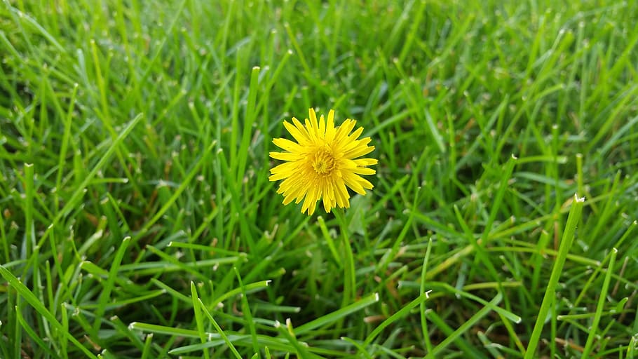 dandelion, grass, background, beautiful, beauty, blossom, color, day, field, flora