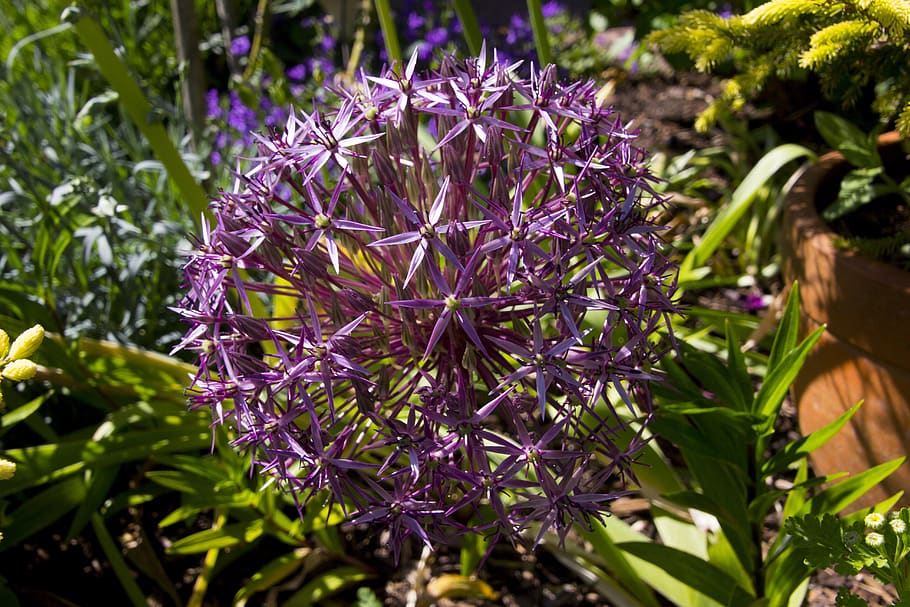 Early Flower видеозаписи