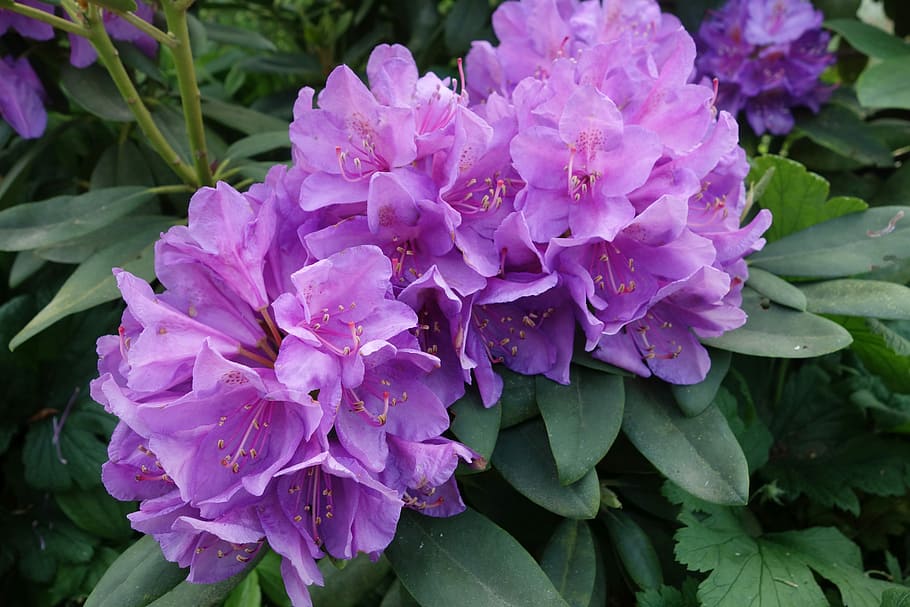 rhododendron, purple, garden, blossom, bloom, purple rhododendron, spring, nature, plant, violet