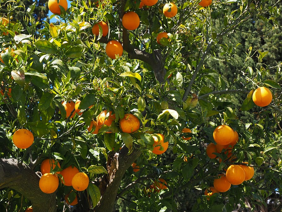 laranjas, frutas, frutas cítricas, árvore, folhas, estética, folhagem, pervinca, cítrico, diamante verde
