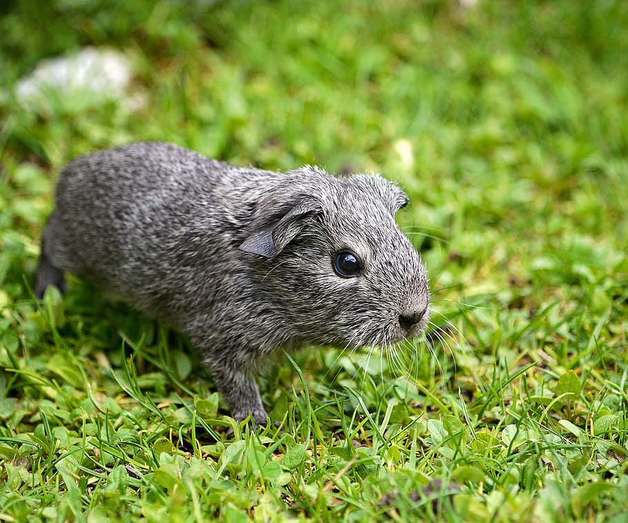 Guinea Pig, Smooth, Hair, Young Animal, smooth hair, silver, black and white agouti, nager, rodent, small animal