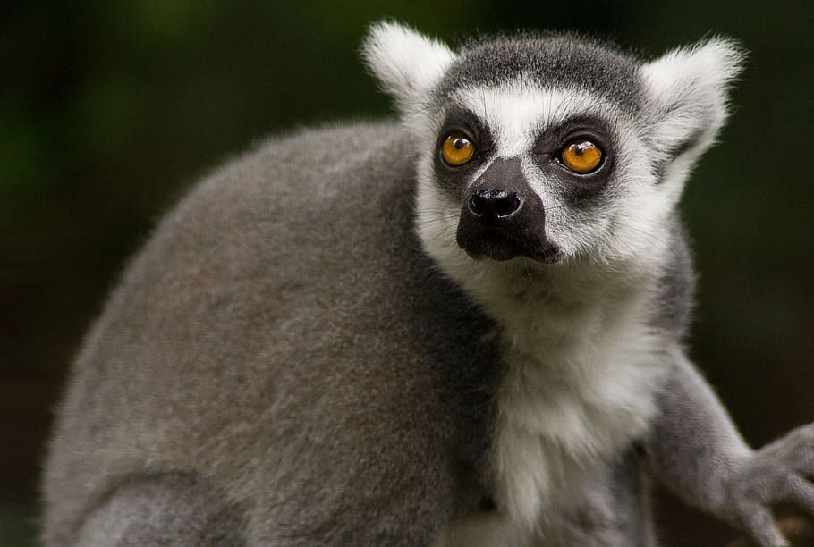 lemur, ring tailed lemur, primate, mammal, fur, grey, madagascar, one animal, animal wildlife, animals in the wild