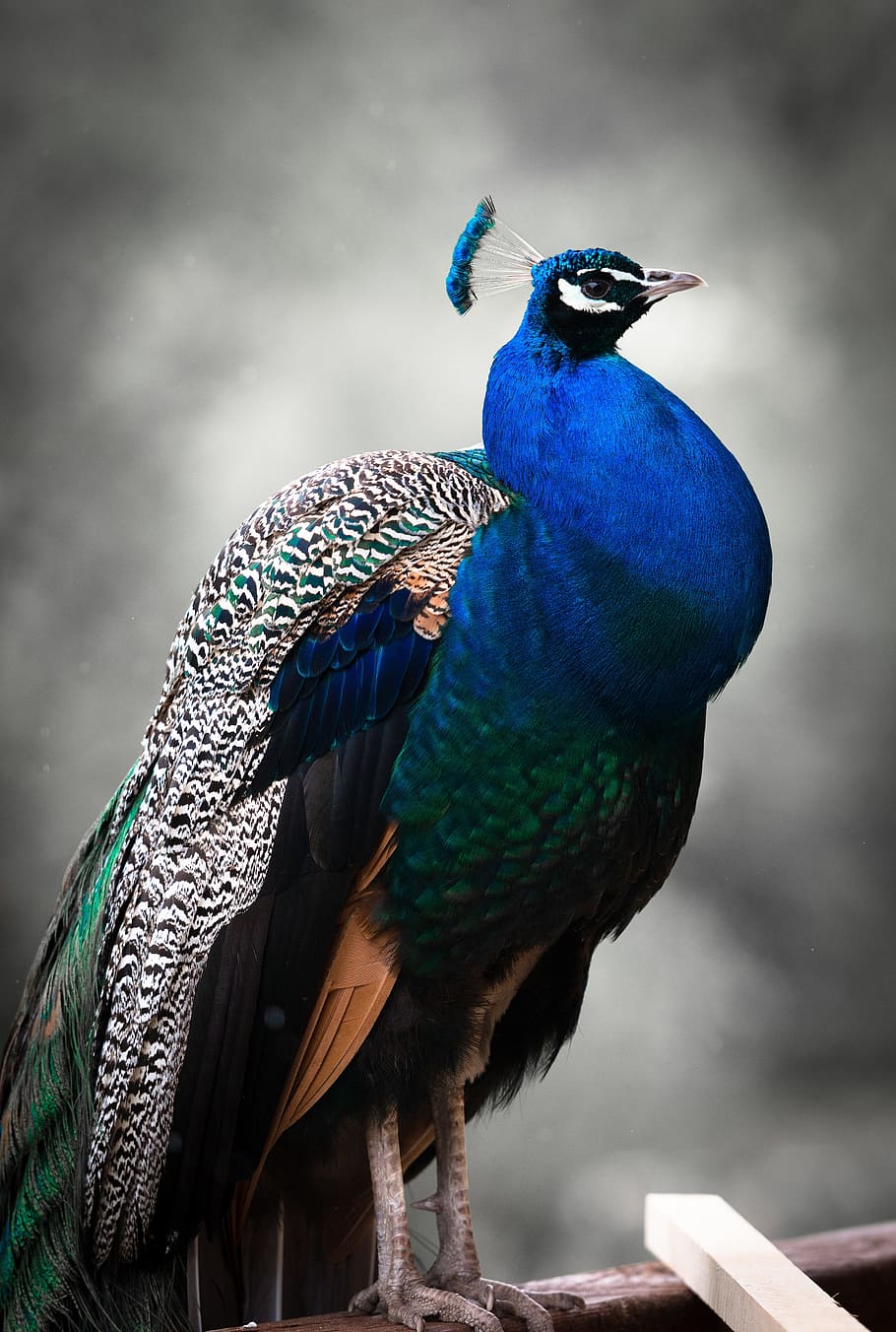 tilt shift photo, blue, green, black, peacock, blue peacock, standing, wooden plank, bird, colorful