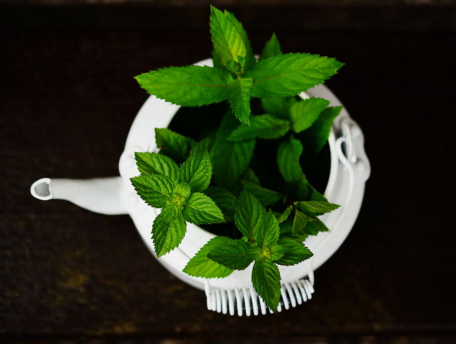person, taking, mint plant, Peppermint, Medicinal Plant, medicinal herbs, mint, tea herbs, fragrant herb, aroma