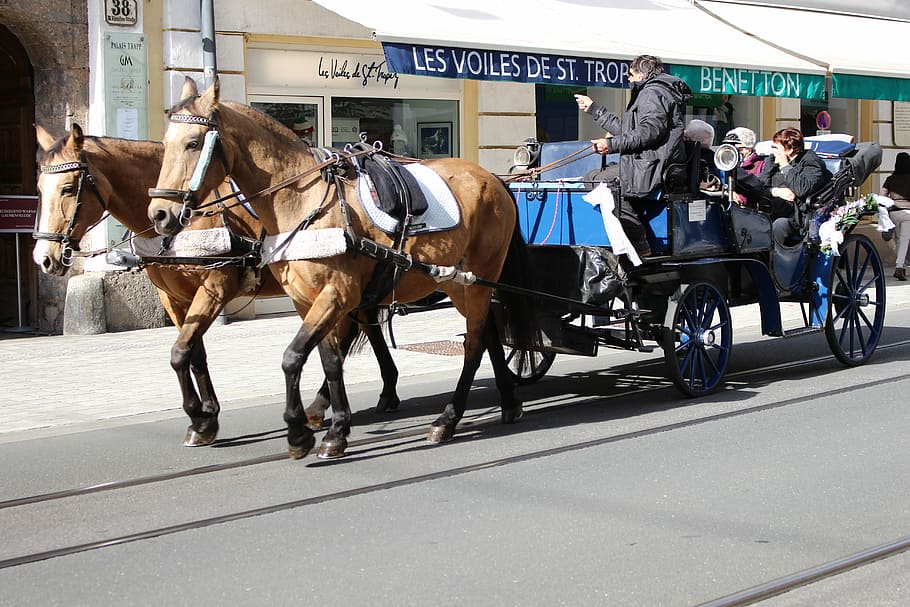 Coach, Horses, Innsbruck, coach, horses, transportation, horse, horse cart, horsedrawn, mode of transport, domestic animals