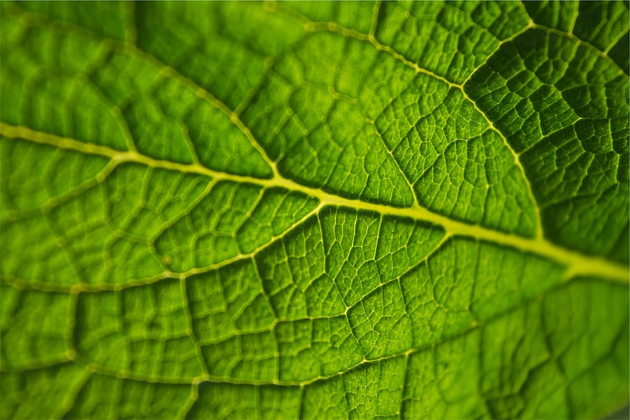 closeup, green, leaf, close, green color, backgrounds, close-up, nature, full frame, day