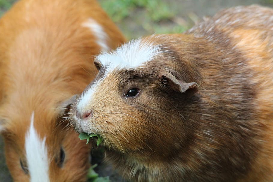 guinea pig house, cavia porcellus form, domestica, rosette guinea pig, rodent, animals, guinea Pig, animal, mammal, pets
