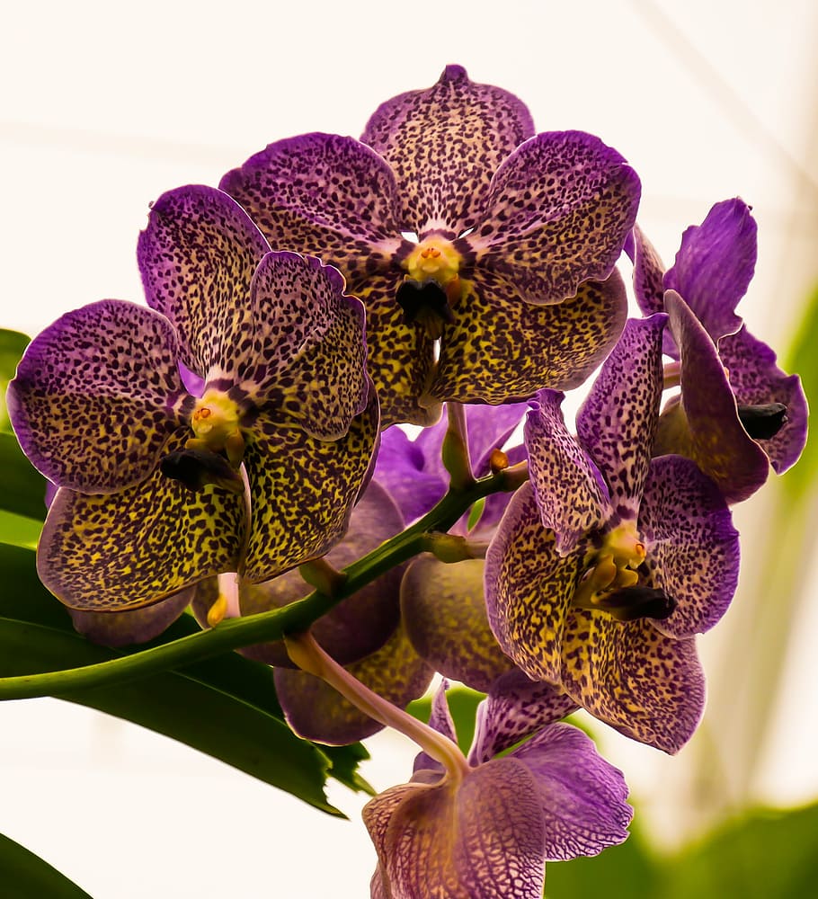 purple flowers, orchid, blossom, bloom, flower, close, panicle, nature, plant, moth Orchid
