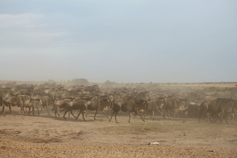 wildebeest migration, great migration, wildebeest, migration, kenya, africa, serengeti, safari, tanzania, river