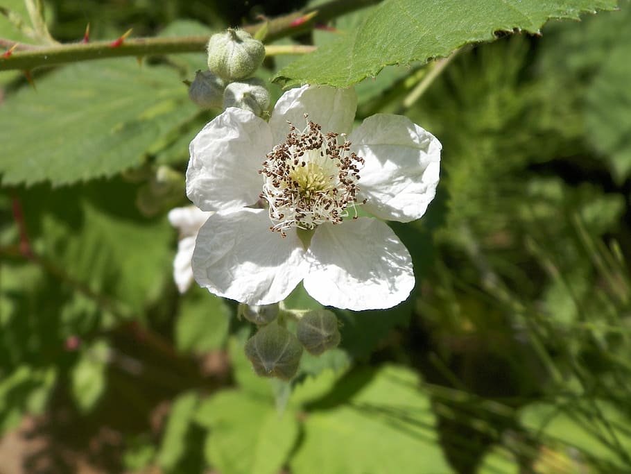 bayas negras, flor, negro, bayas, flor de baya negra, flor blanca, natural,  planta, naturaleza, baya | Pxfuel