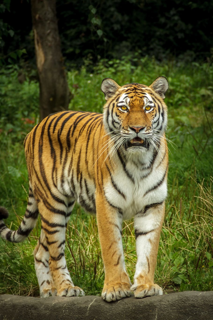 close-up photo, tiger, panthera tigris altaica, siberian, amurtiger, ussuritiger, stand, watch, look, fix