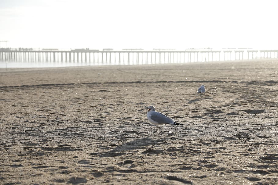 seagulls, beach, sand, ocean, pier, birds, sea, animal, wildlife, nature
