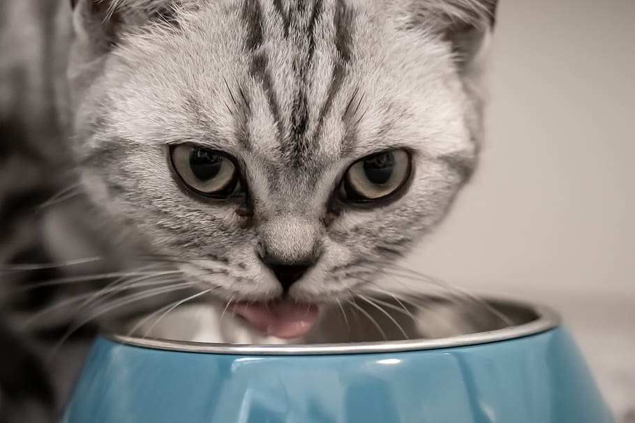cat, food, feed, british shorthair, breed cat, face, head, bowl, food bowl, eat