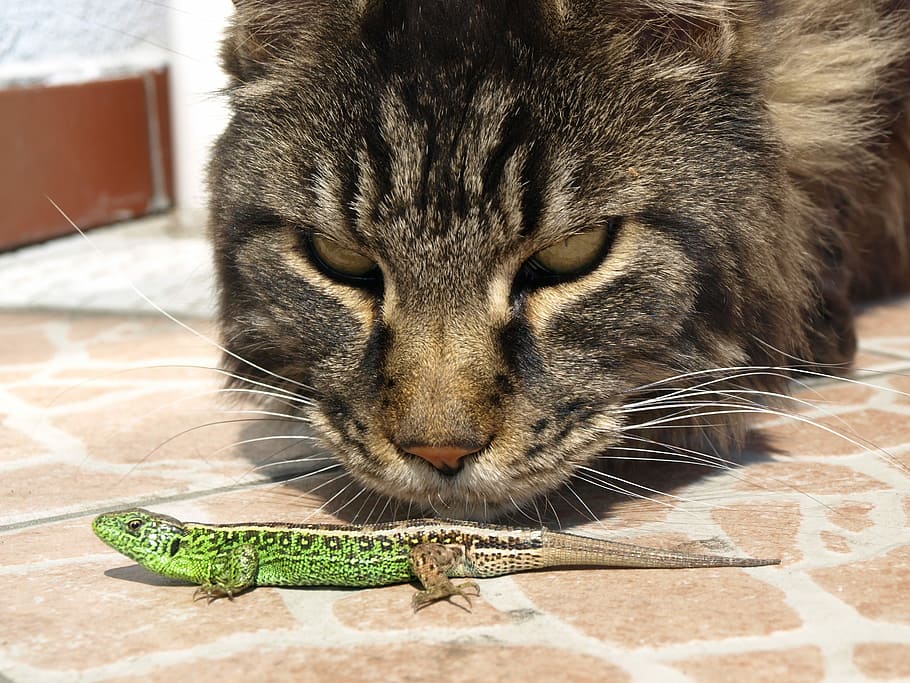Gato, Lagarto, Observação, o lagarto, doméstico Gato, animais de estimação, animal, fofo, felino, doméstico Animais
