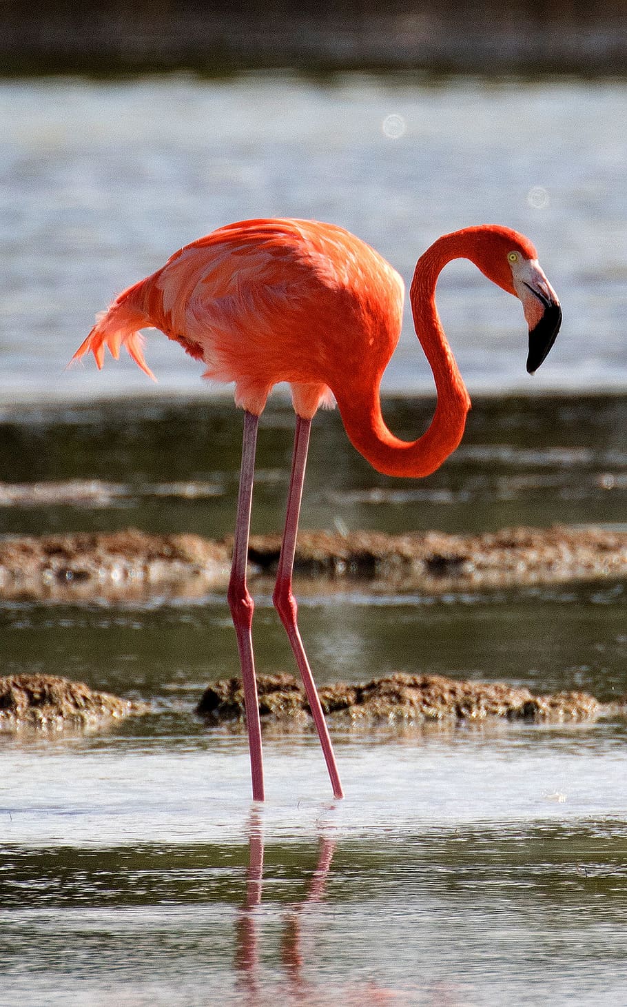 flamenco, en pie, agua, Cuba, laguna, fauna silvestre, naturaleza, fauna, rojo, caribe