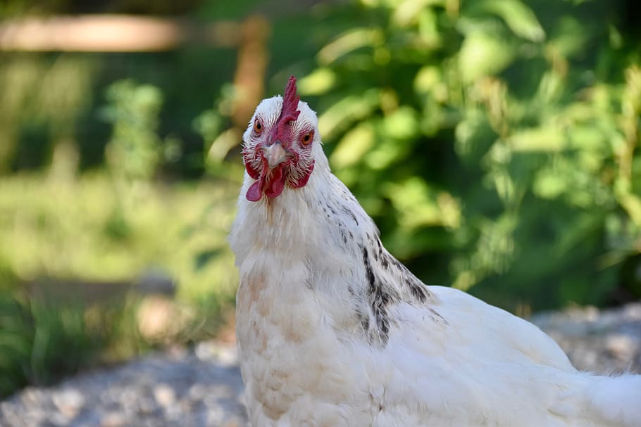 hen, portrait of a hen, laying hen, beak, white hen, prairie, egg, red crest, plumage, pen