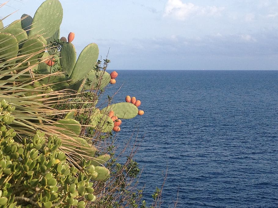 prickly pears, fig, sea, water, beauty in nature, sky, plant, scenics - nature, horizon over water, horizon