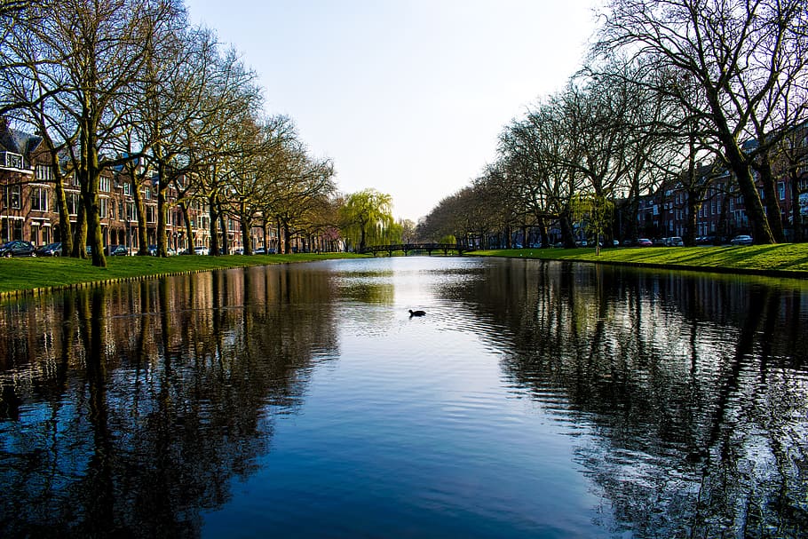 Rotterdam, River, Riverside, Water, reflection, park, tree, lake, nature, outdoors