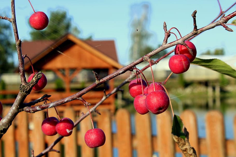 apples, thumbnails, sprig, red apples, fruit, autumn, red, fruiting, holding, tree
