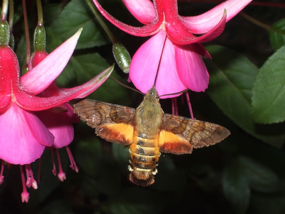 hummingbird, hawk-moth, fuchsia, flower, flowering plant, plant, beauty in nature, growth, pink color, close-up