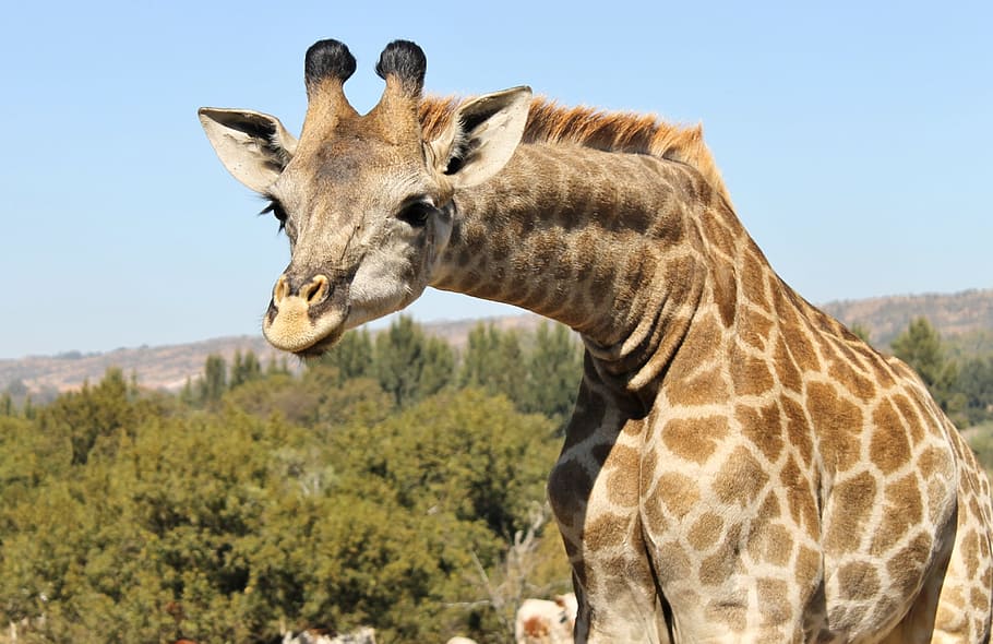 close-up photo, Giraffe, Curious, Wild, inquisitive, animal, neck, africa, safari, standing