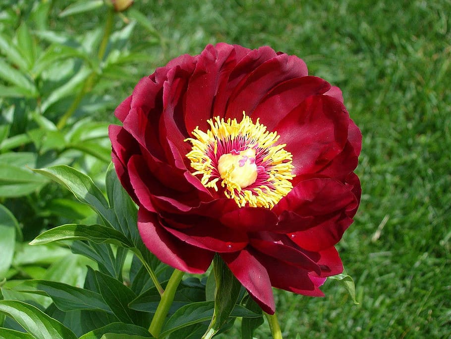 selective, focus photography, red, peony flower, peony, flower, garden, spring, leaf, bloom