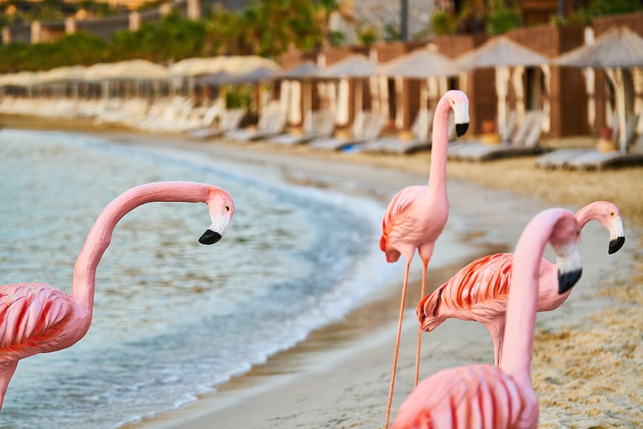 flamingo, red, maquette, model, bird, holiday, beach, marine, tourism, tropical