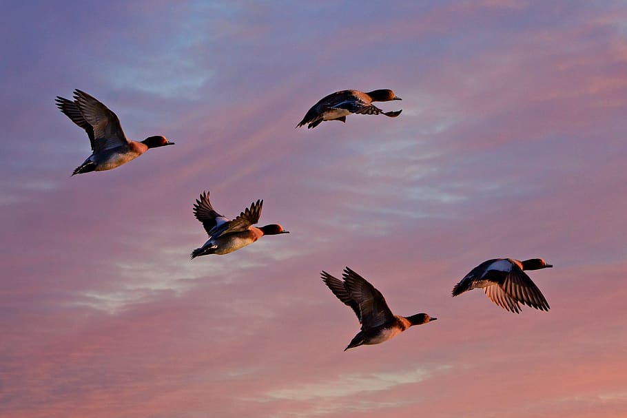wigeon eurasia, bebek, burung air, hewan, penerbangan, sayap, bulu, langit, matahari terbit, fajar