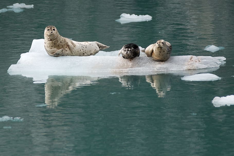Harbor Seals, Ice, Coast, looking, alaska, kenai fjords national park, usa, marine, wildlife, nature