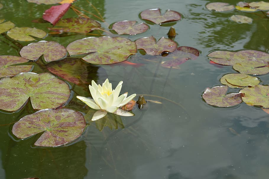 pond, aquatic plant, garden, teichplanze, nuphar, water, flowers, marsh plant, water Lily, nature
