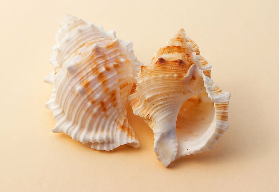 two white-and-brown shells, snail, molluscum, marine, sea shells, sea snail, marine animal, nature, sea, animal