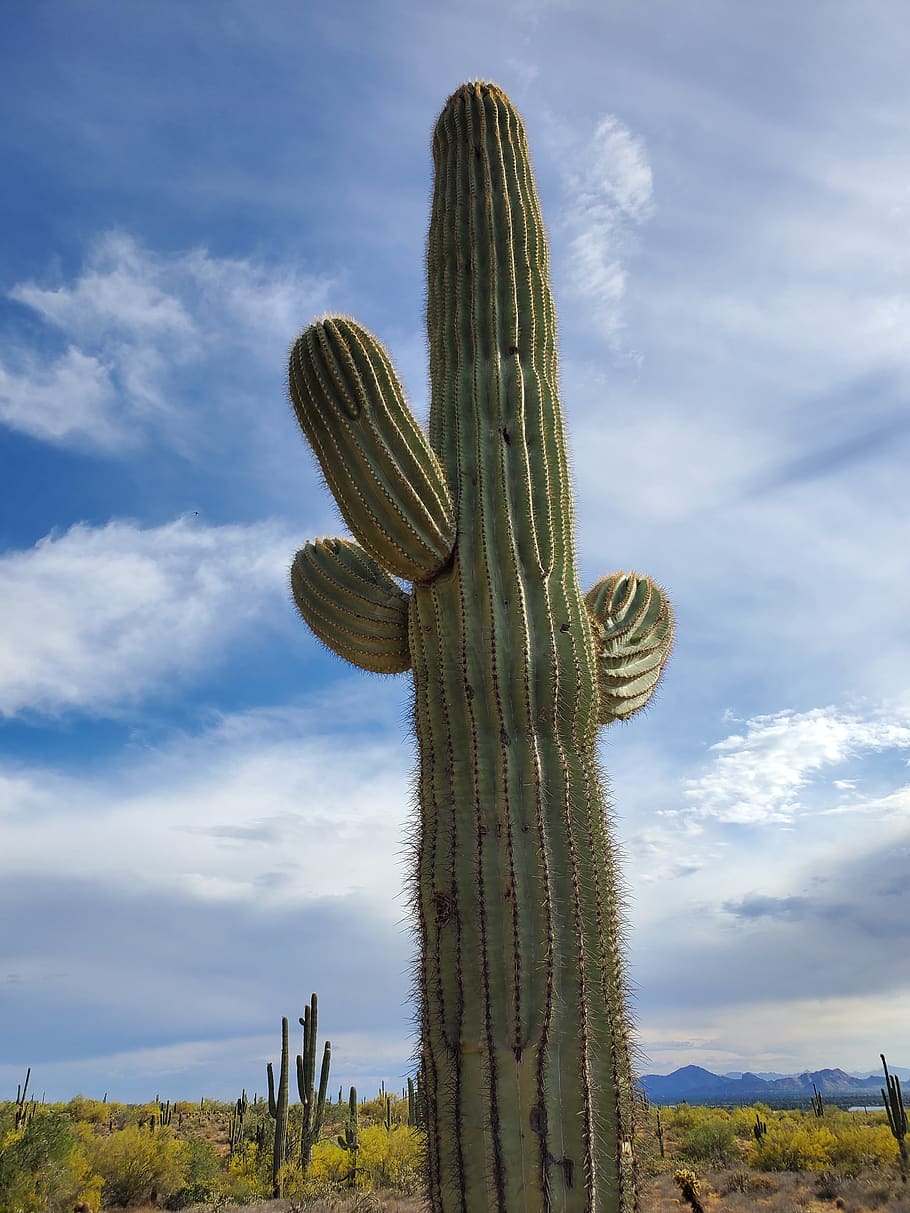 cactus, green desert, nature, clouds, cacti, blue sky, arizona, cloud - sky, sky, succulent plant