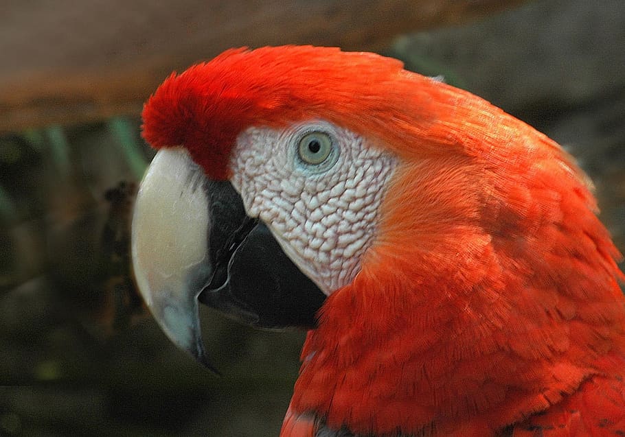 Red, Macaw, Bird, Parrot, Tropical, red macaw, colorful, beak, portrait, profile