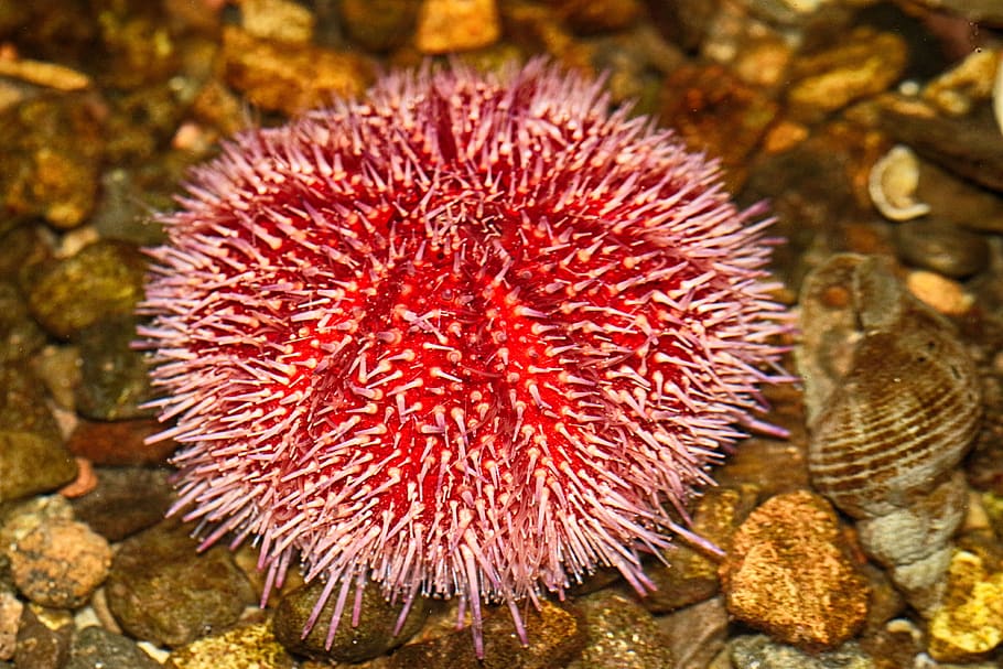 sea urchin, sea creatures, aquarium, water, animal, sea, rock, nature, solid, close-up